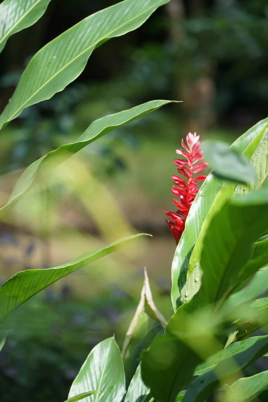 red and green leafy trees and plants in the background