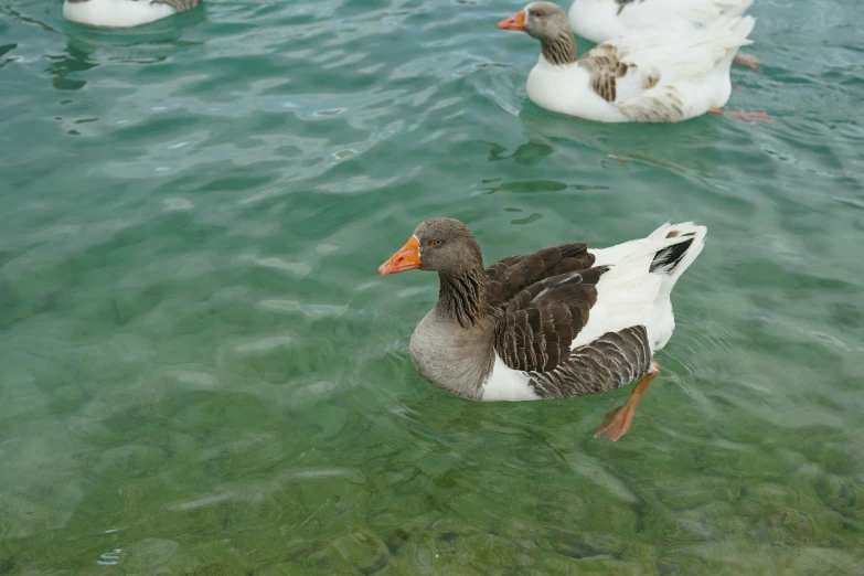 a group of ducks are swimming in a body of water