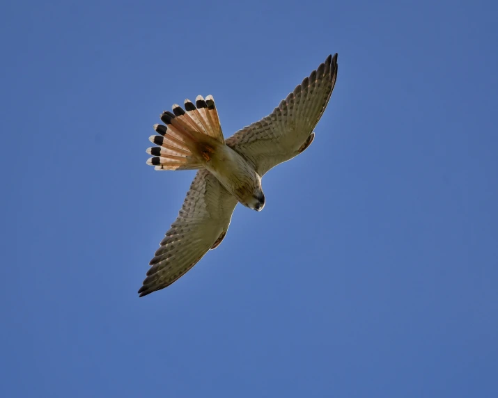 an orange and white owl flying through the sky