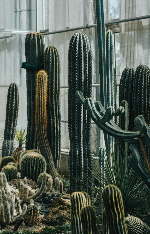 a collection of cactuses next to a window in a glass enclosure