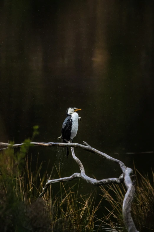 bird sits on tree nch near water in wooded area