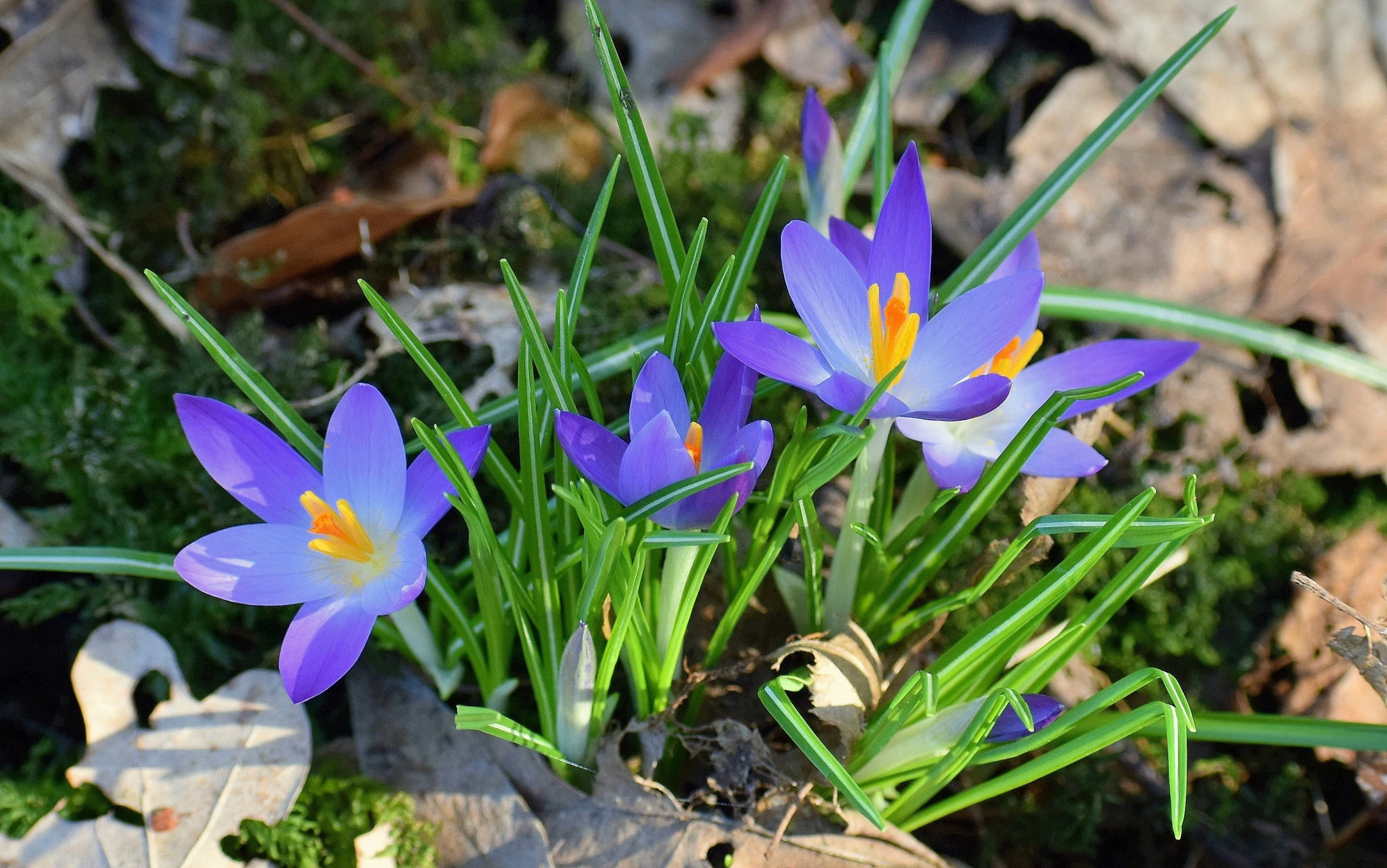 small purple flowers with green leaves sitting in the grass