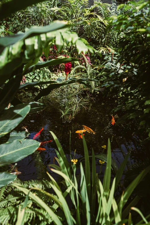 plants and leaves around an exotic pond that features flowers