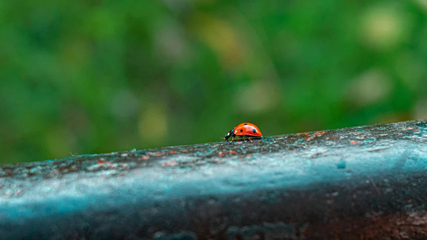 a little red and orange bug is walking on the outside