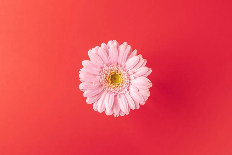 white and yellow daisy on red background