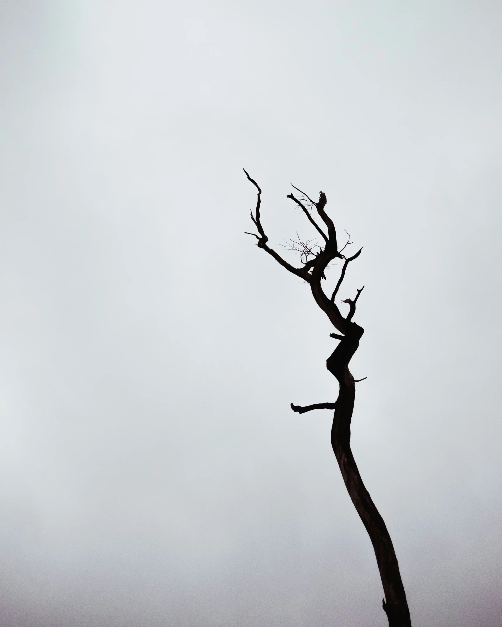 a tall dead tree with nches is against a cloudy sky