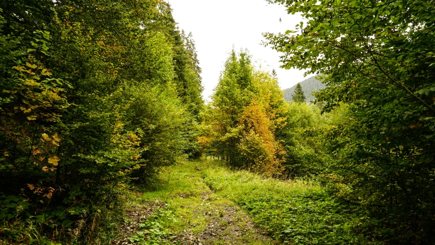 an empty path surrounded by trees on either side of it