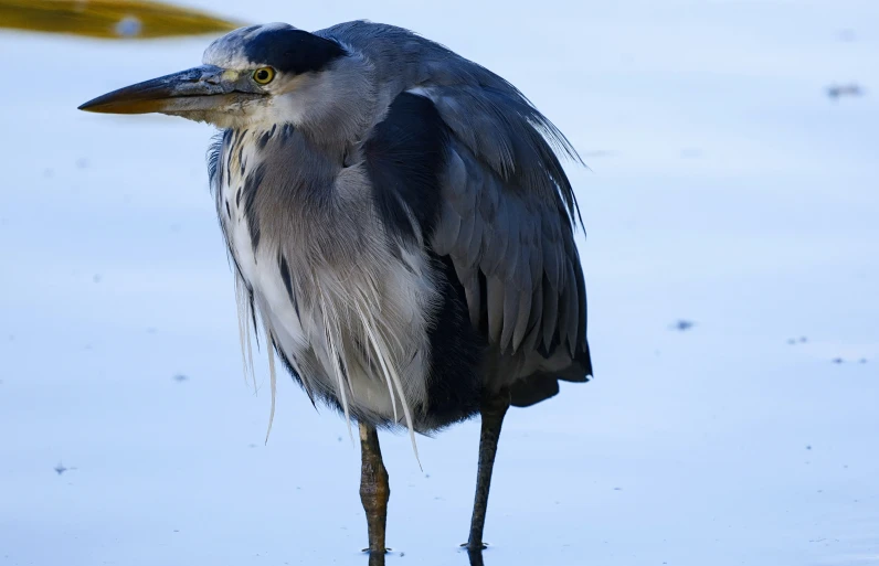 a bird standing in water looking at the camera