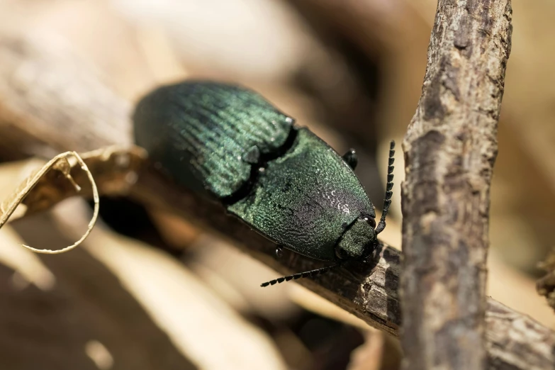 a green bug sitting on a twig with brown skin