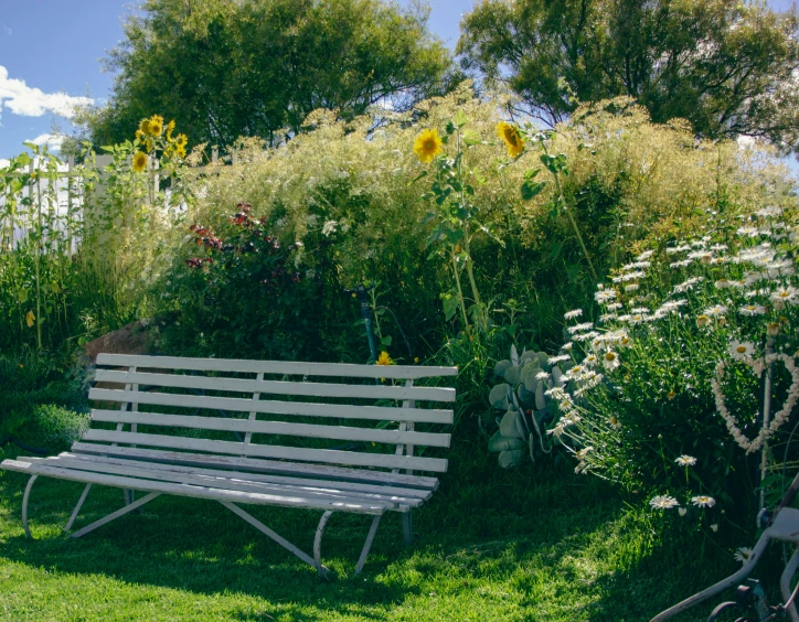 the bench is empty of people and in the middle of flowers