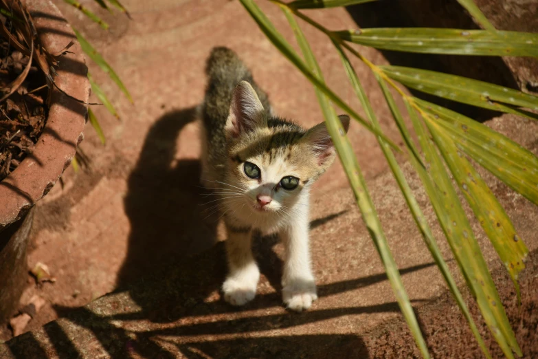 a little cute kitty looking back with it's paw raised