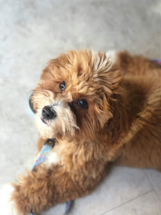 a dog is sitting on the floor with its tongue out