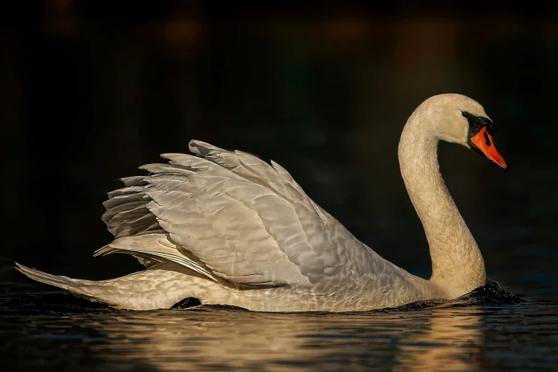 a large swan floating on top of water