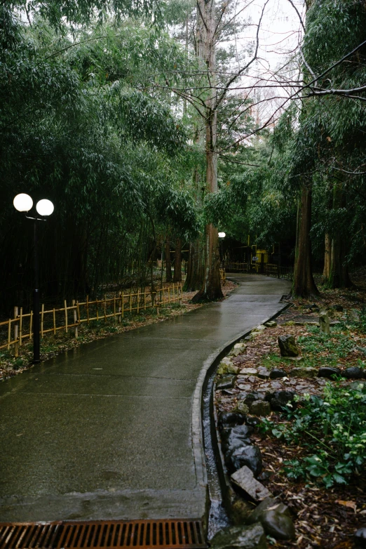 a walkway between trees and lights by a tree lined street