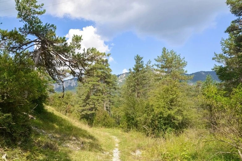 a trail winds through the woods towards a mountain range