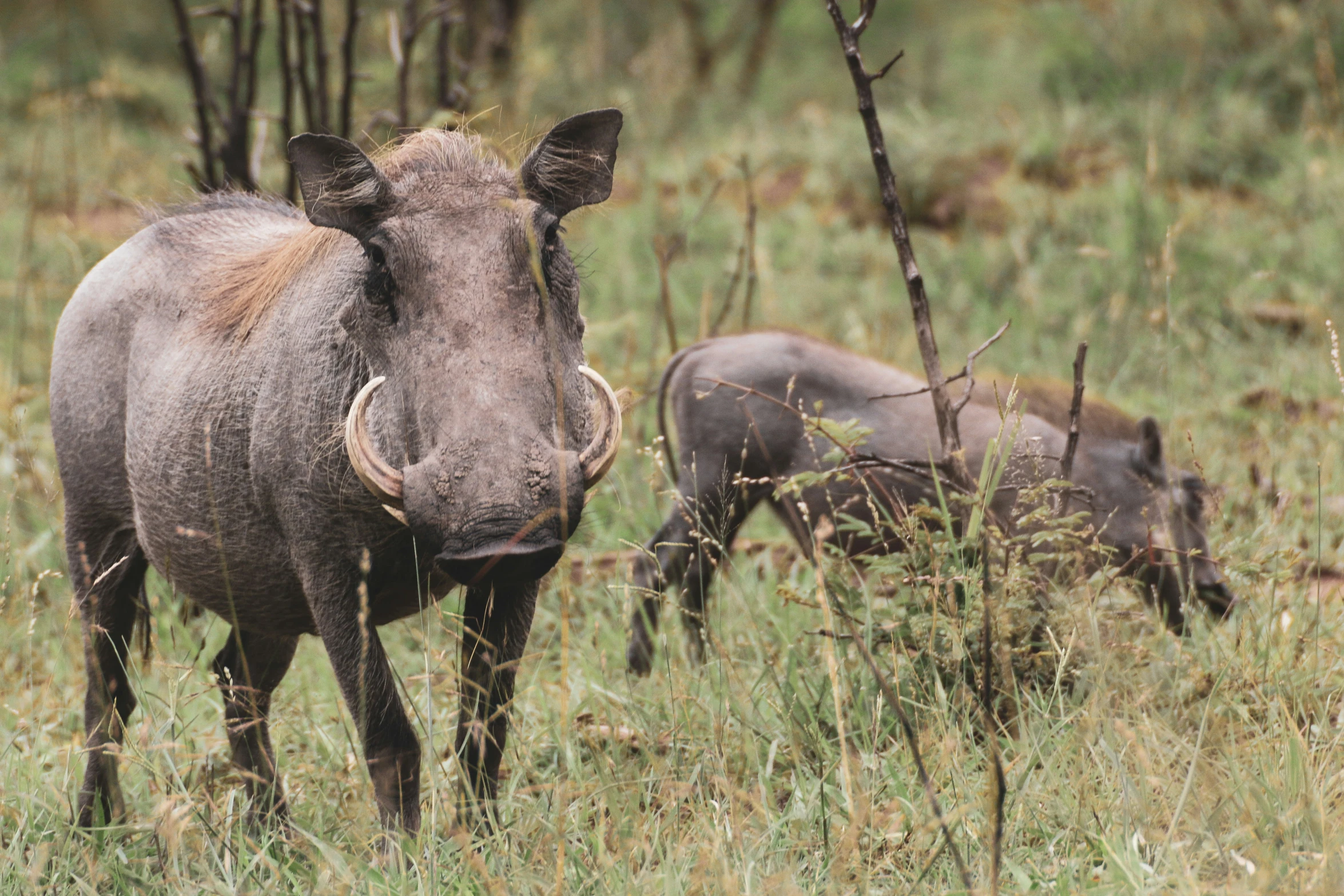 two buffalo standing side by side in a field