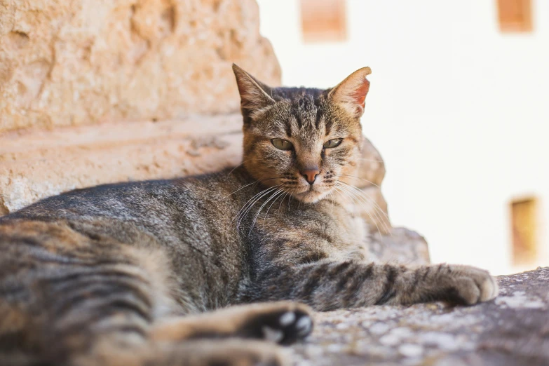 the cat is relaxing on the rock near the building