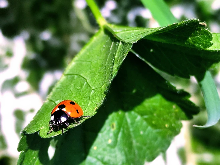 a close up of a lady bug on a green leaf