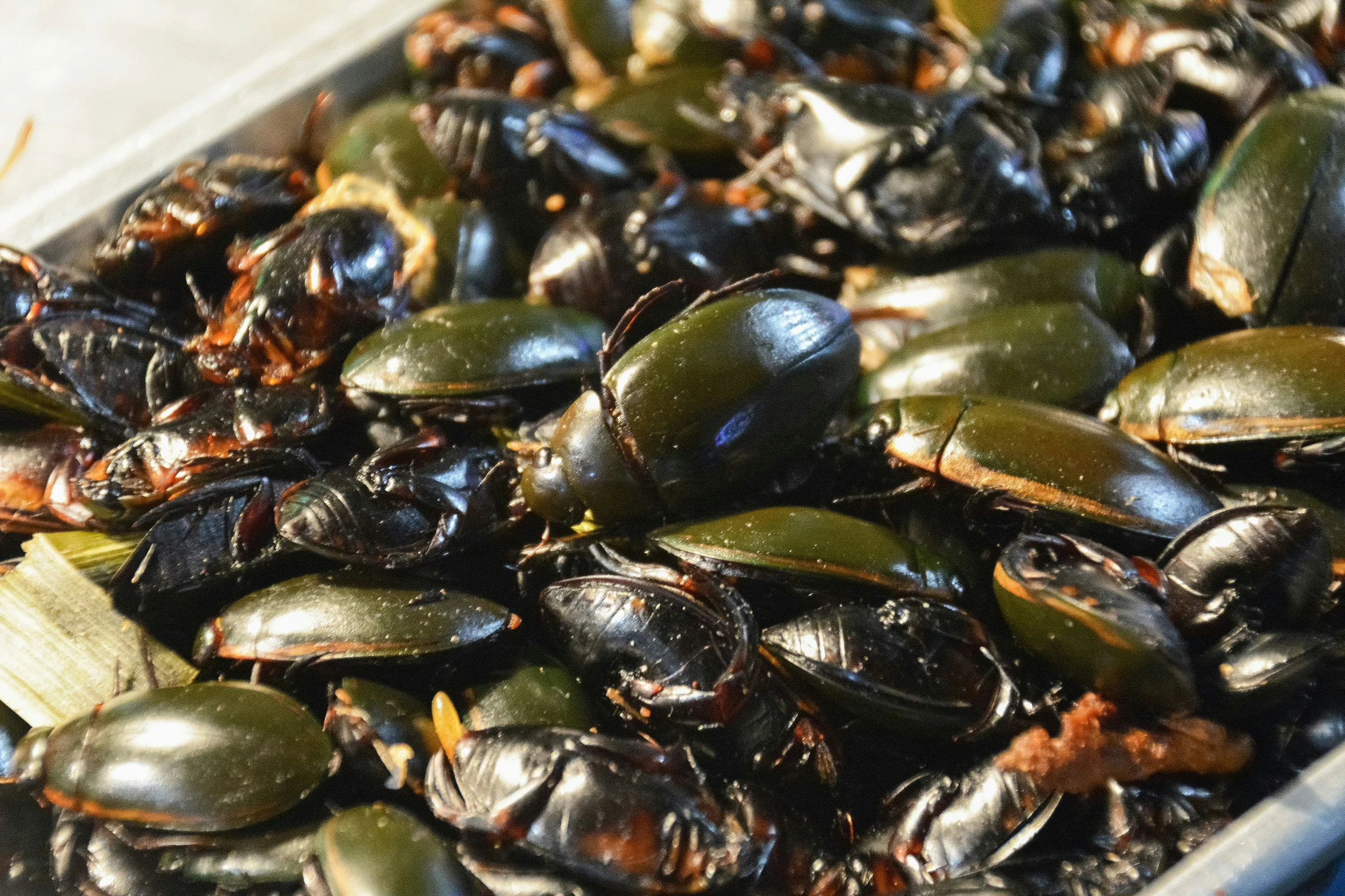 some shiny green and black bugs in a container