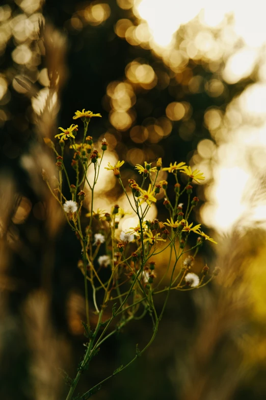 a plant with tiny white flowers and many leaves in the sun