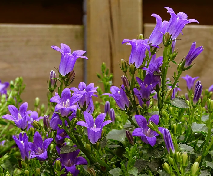 some purple flowers growing next to each other