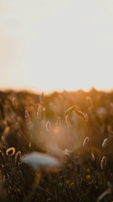 sunlit field with the light coming from the distance