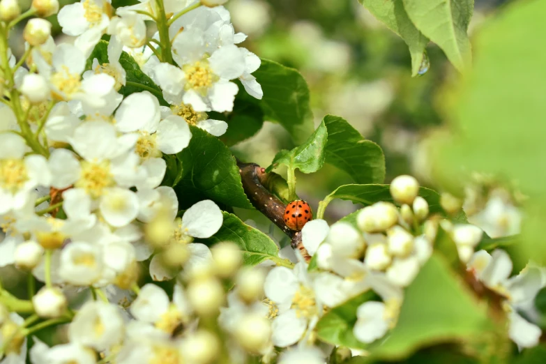 a small orange and black bug is on some white flowers