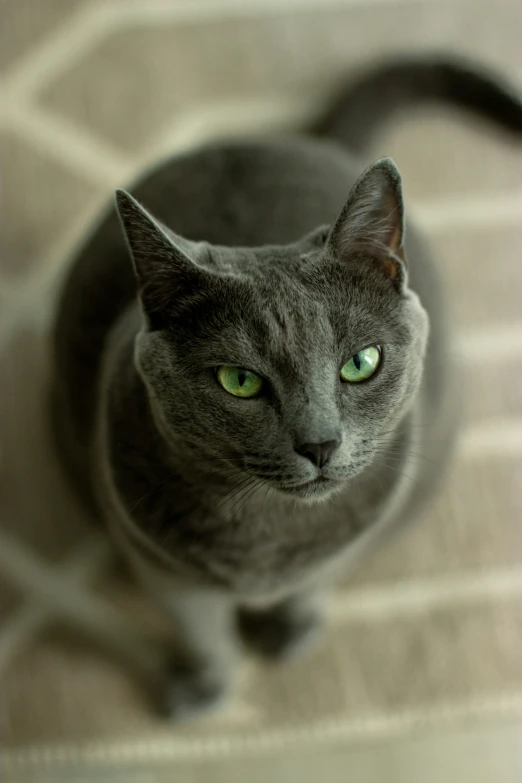 a grey cat with green eyes staring directly into the camera