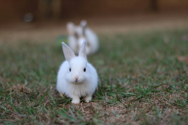 three white rabbits in the grass one is looking forward