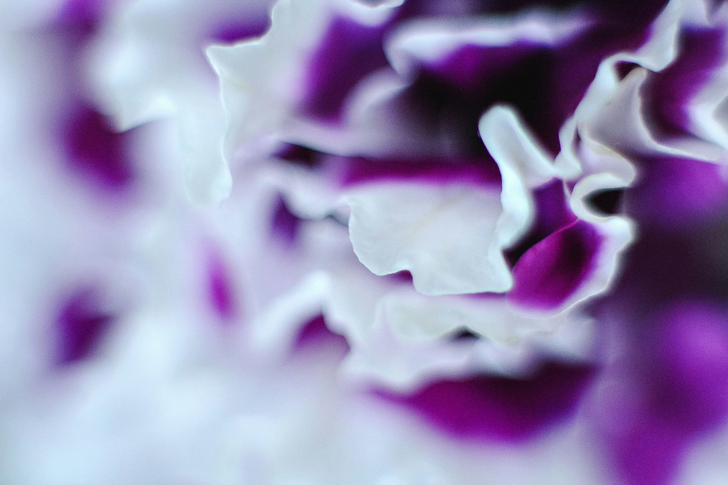 purple and white object with white and purple color