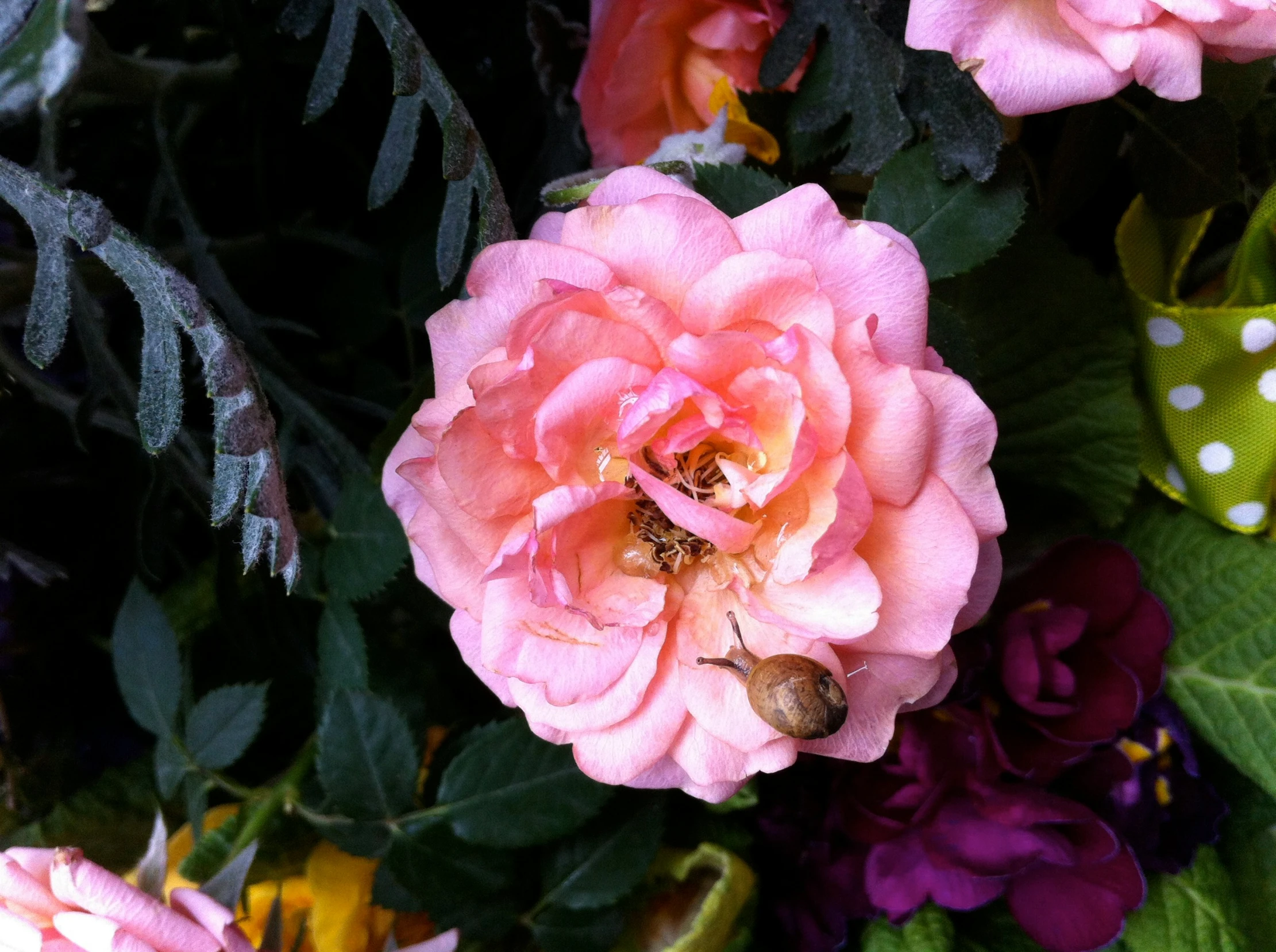 some pink roses some purple leaves and flowers