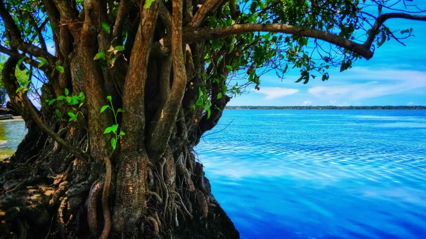 a tree is growing near the water and the sky