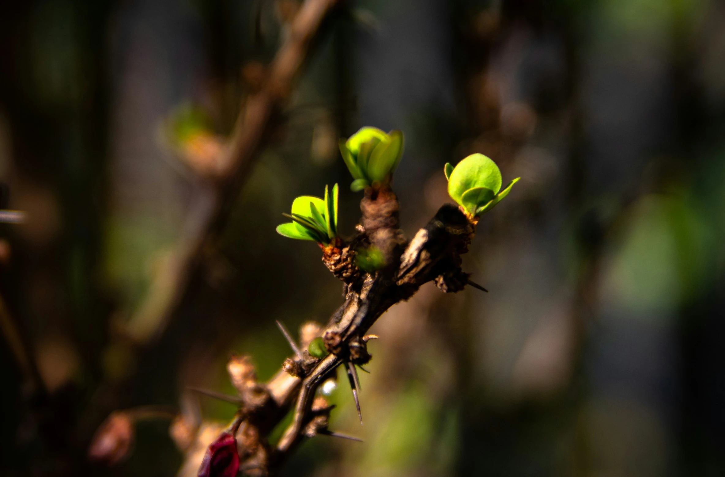 a twig in front of a bunch of leaves