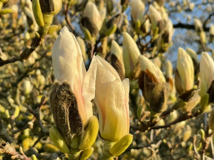 closeup of flowers on the nches of a tree