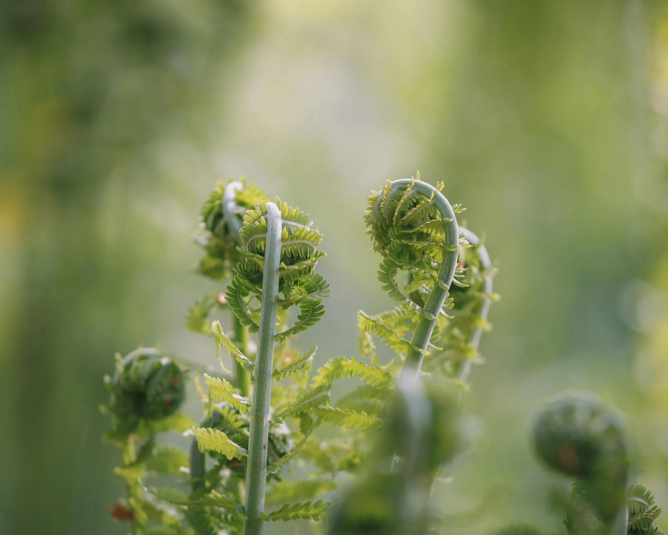 an extremely closeup view of the leaves of a green plant