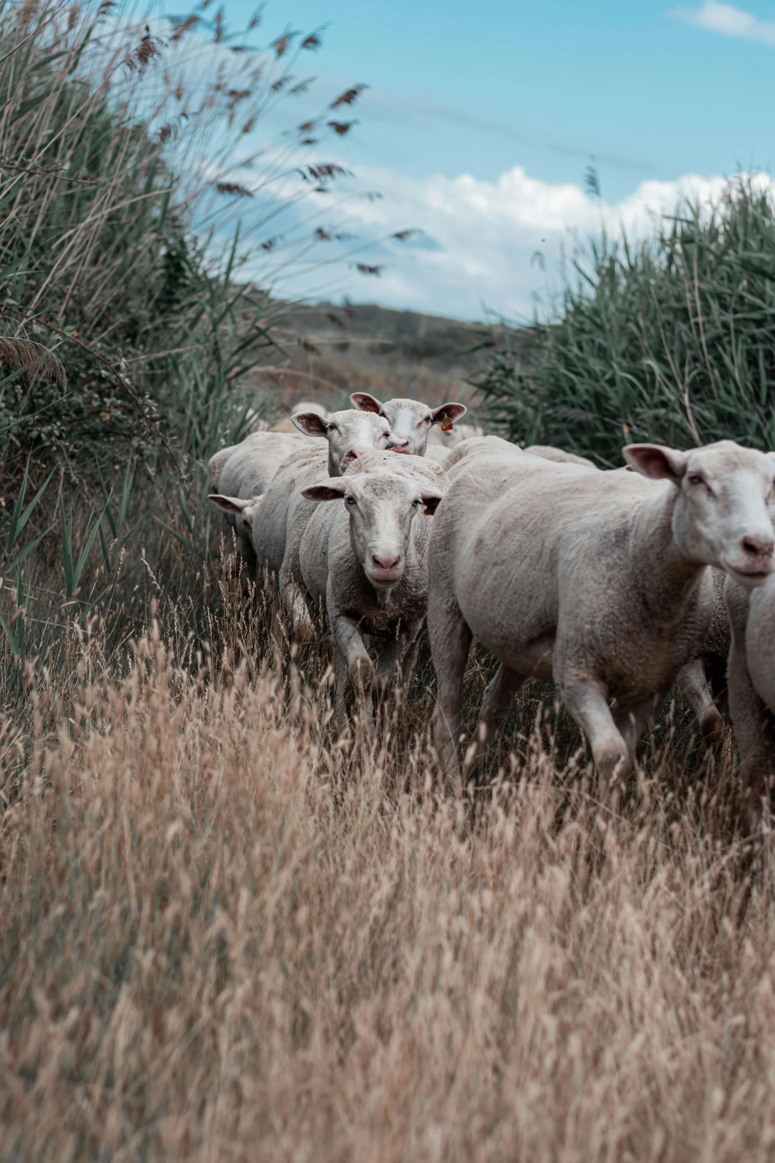 four sheep running in high dry grass with tall bushes