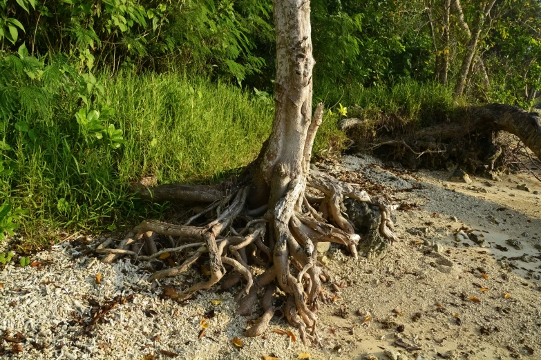 the root is attached to the tree on the beach