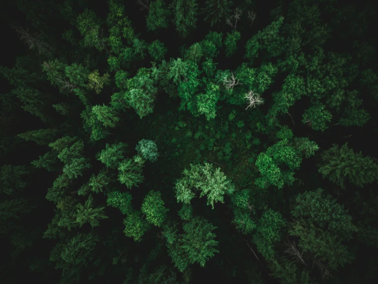 aerial view of dark, green trees in the woods