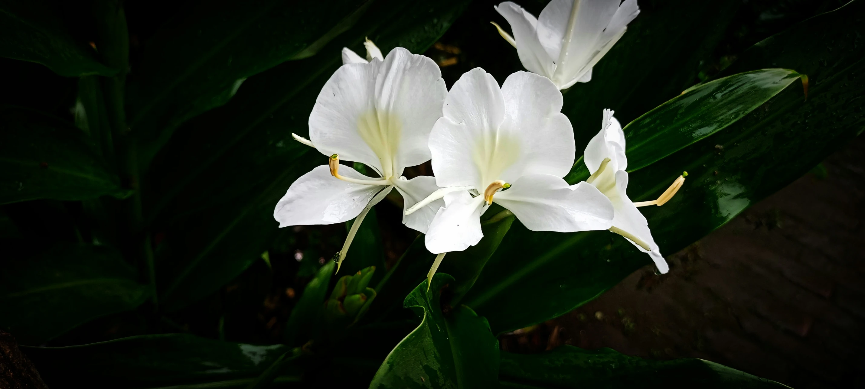 two white flowers in front of dark leaves