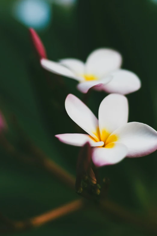 a cluster of white flowers is shown in this picture