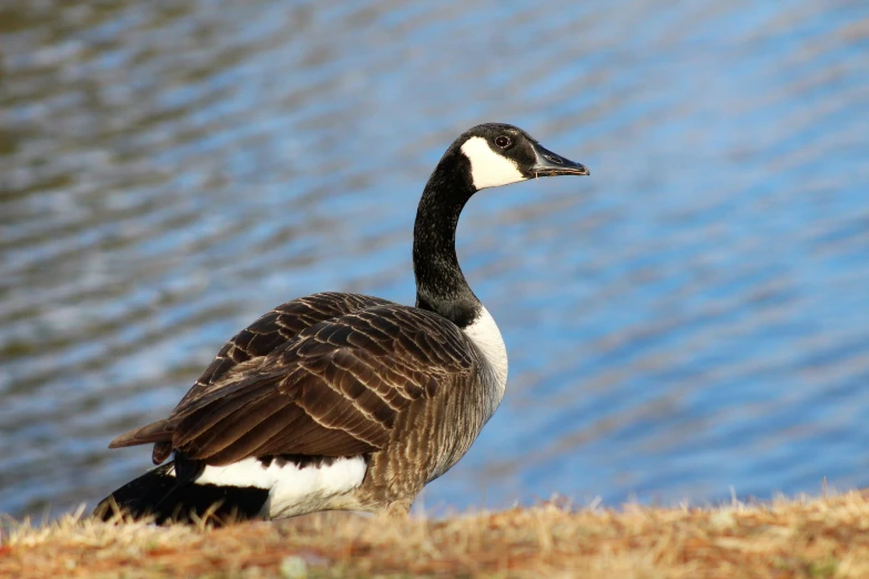 a big bird standing on the edge of a body of water