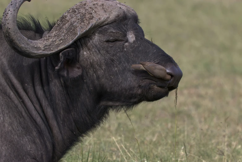 there is a black bull with horns in the grass