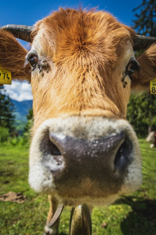 a cow is shown on the grass near mountains