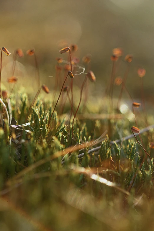 green moss with tiny flowers growing up from the grass