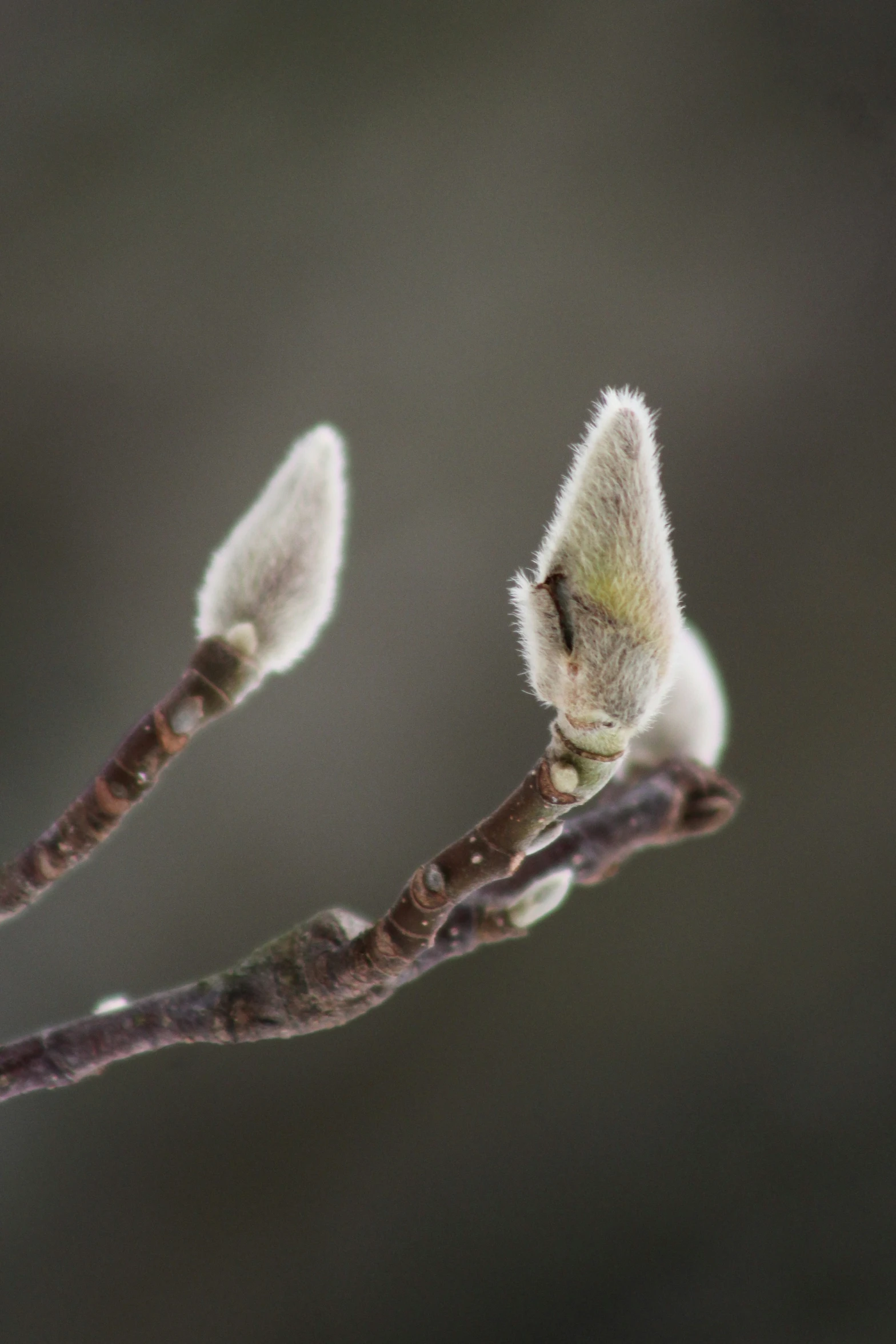 a small leaf is on the twig of an oak