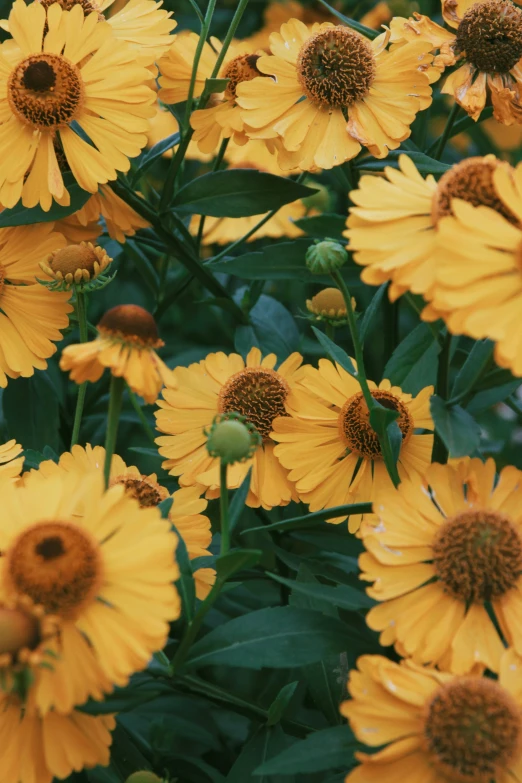 the sunlit yellow flowers are blooming very closely