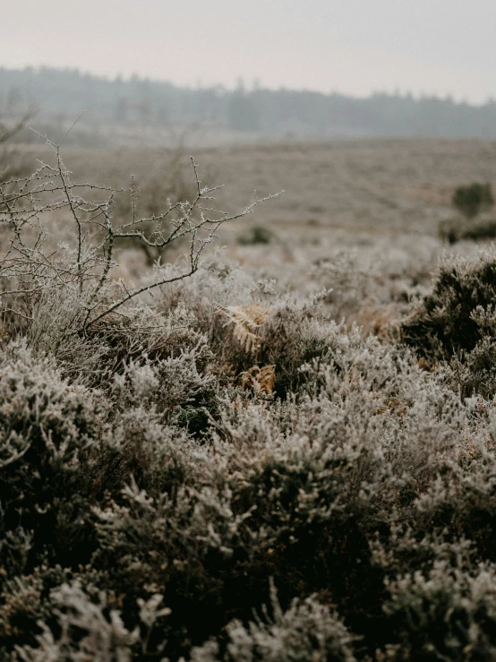 an image of plants in the wilderness and it appears to be very frozen