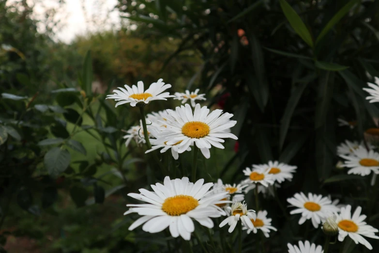 several white and yellow flowers are growing