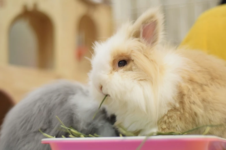 a grey bunny and a white rabbit sitting next to each other