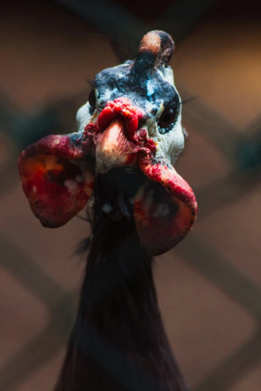 an emu with red markings and a blue spot on its face